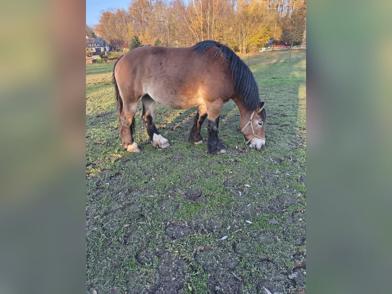 Rijnlandse Duitse Koudbloed Merrie 8 Jaar 170 cm in Lichtenau