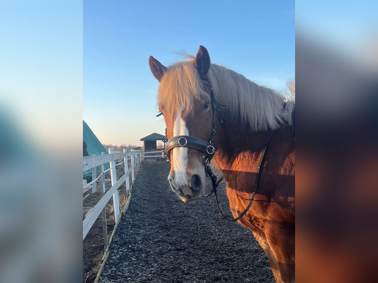 Rijnlandse Duitse Koudbloed Mix Merrie 9 Jaar 158 cm Vos in Löwenberger Land