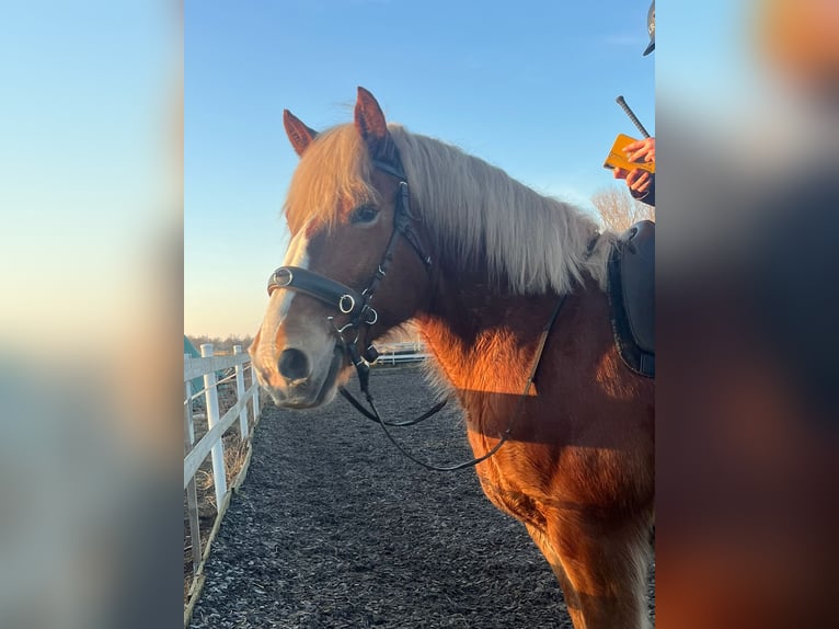 Rijnlandse Duitse Koudbloed Mix Merrie 9 Jaar 158 cm Vos in Löwenberger Land