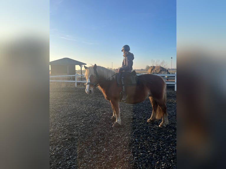 Rijnlandse Duitse Koudbloed Mix Merrie 9 Jaar 165 cm Vos in Löwenberger Land