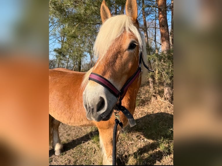 Rijnlandse Duitse Koudbloed Merrie 9 Jaar 171 cm Donkere-vos in Brück