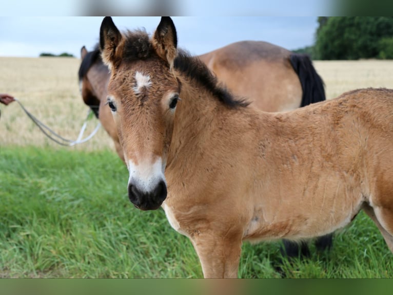 Rijnlandse Duitse Koudbloed Merrie Veulen (04/2026) 162 cm Bruin in Wohratal