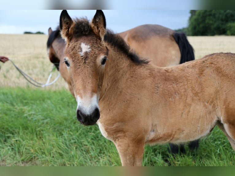 Rijnlandse Duitse Koudbloed Merrie Veulen (04/2026) 162 cm Bruin in Wohratal