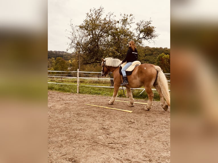 Rijnlandse Duitse Koudbloed Ruin 10 Jaar 160 cm Vos in Asbach