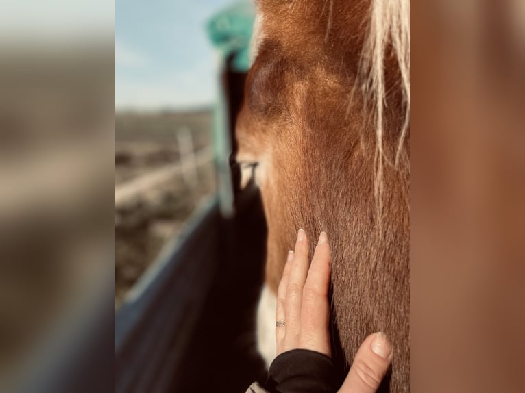 Rijnlandse Duitse Koudbloed Ruin 10 Jaar 160 cm Vos in Asbach