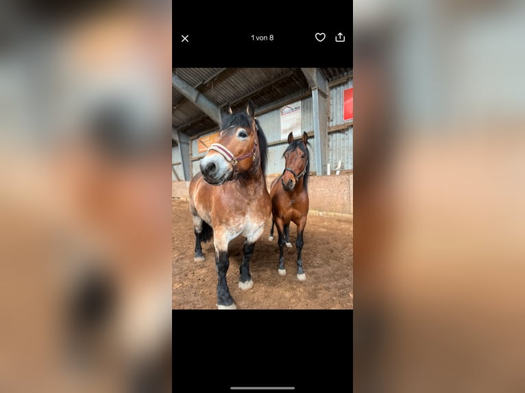 Rijnlandse Duitse Koudbloed Ruin 10 Jaar 164 cm Bruin in Wewelsfleth