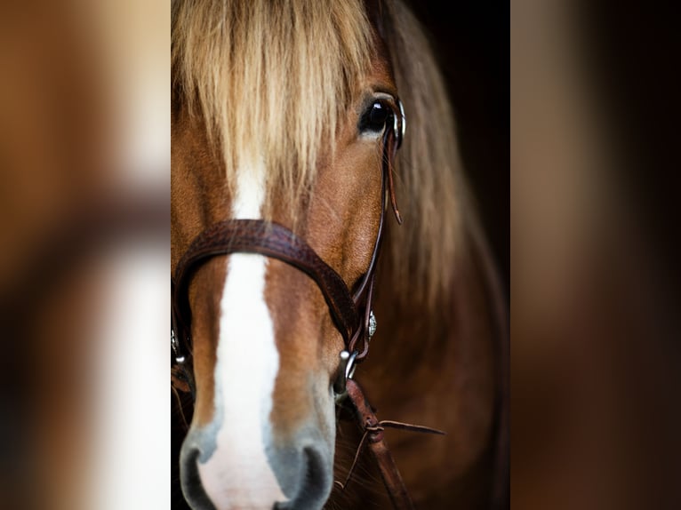 Rijnlandse Duitse Koudbloed Mix Ruin 10 Jaar 167 cm Vos in Hofgeismar