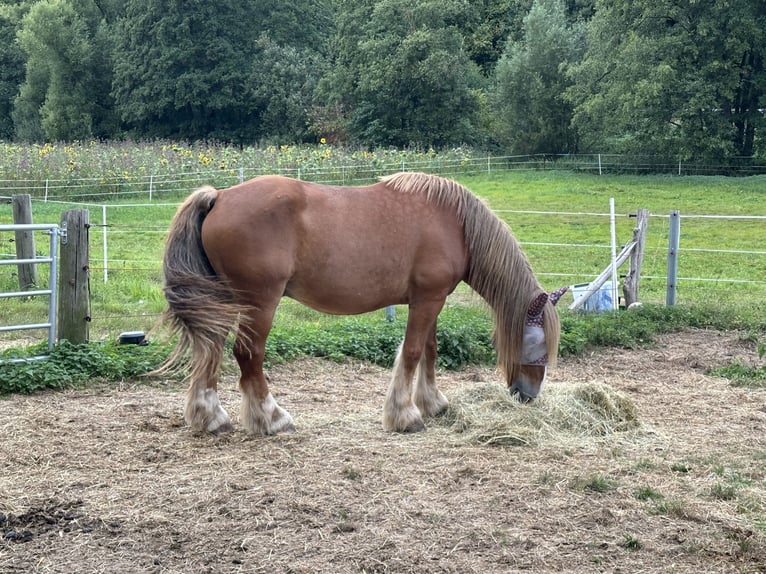 Rijnlandse Duitse Koudbloed Mix Ruin 10 Jaar 167 cm Vos in Hofgeismar