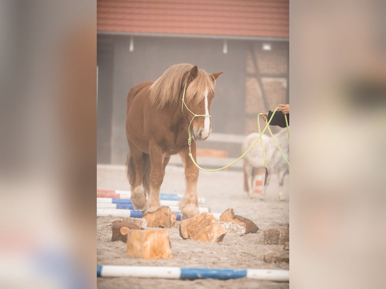 Rijnlandse Duitse Koudbloed Mix Ruin 10 Jaar 167 cm Vos in Hofgeismar