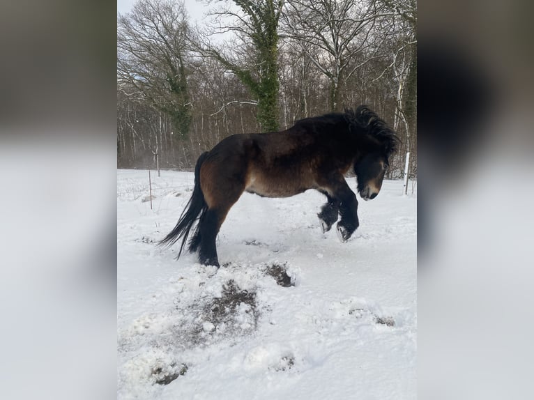 Rijnlandse Duitse Koudbloed Ruin 14 Jaar 175 cm Donkerbruin in BürenBüren