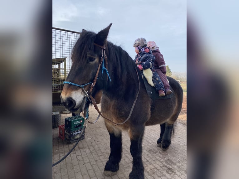 Rijnlandse Duitse Koudbloed Ruin 14 Jaar 175 cm Donkerbruin in BürenBüren