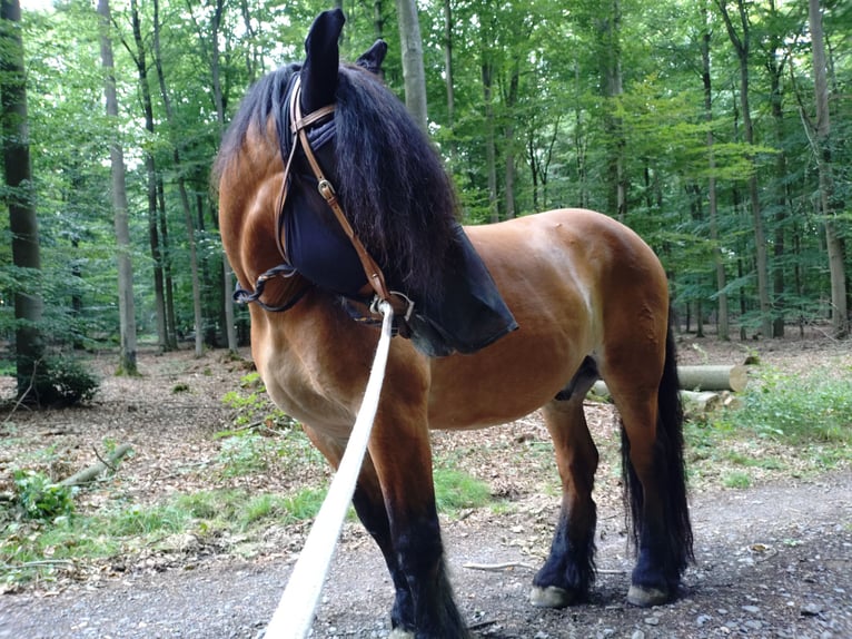 Rijnlandse Duitse Koudbloed Ruin 16 Jaar 160 cm Bruin in H&#xFC;nstetten