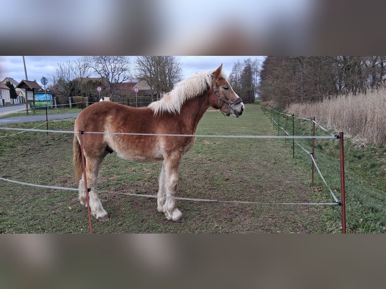 Rijnlandse Duitse Koudbloed Ruin 1 Jaar 165 cm Vos in Niedergörsdorf