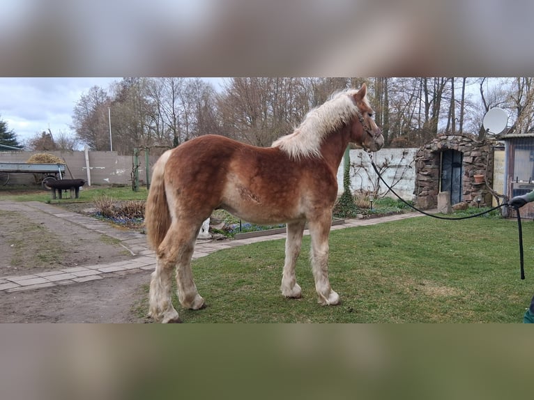 Rijnlandse Duitse Koudbloed Ruin 1 Jaar 165 cm Vos in Niedergörsdorf