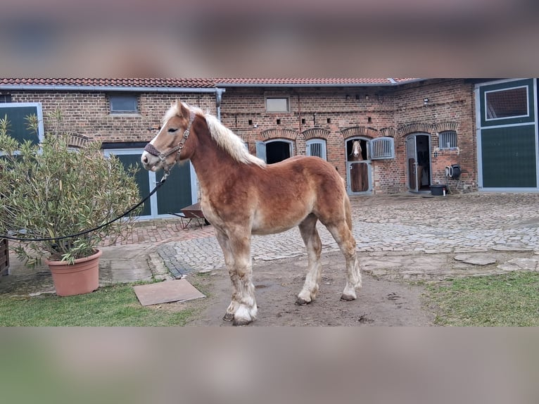 Rijnlandse Duitse Koudbloed Ruin 1 Jaar 165 cm Vos in Niedergörsdorf