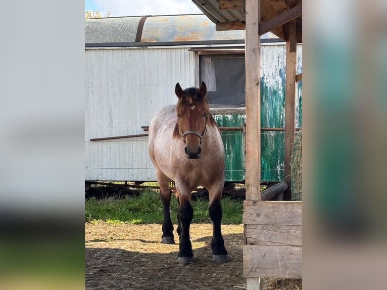 Rijnlandse Duitse Koudbloed Ruin 2 Jaar 153 cm Roodbruin in Icking