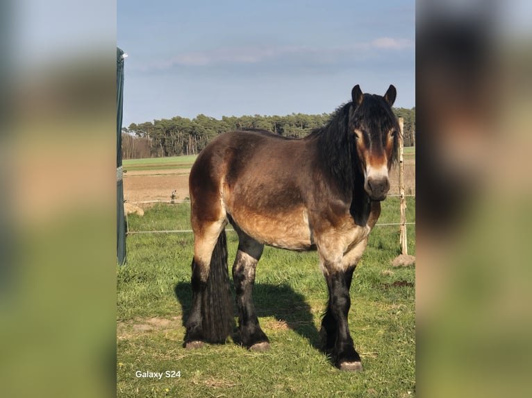 Rijnlandse Duitse Koudbloed Mix Ruin 3 Jaar 165 cm Bruin in Kloster Lehnin