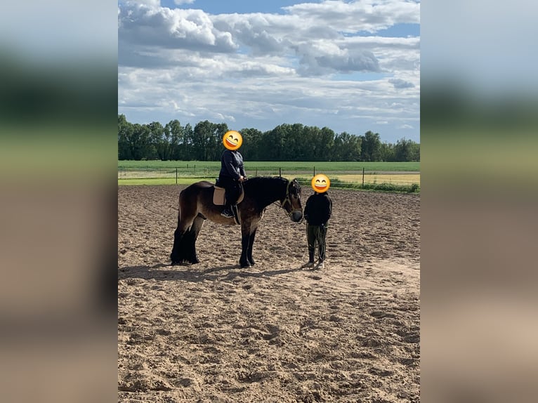 Rijnlandse Duitse Koudbloed Mix Ruin 3 Jaar 165 cm Bruin in Kloster Lehnin