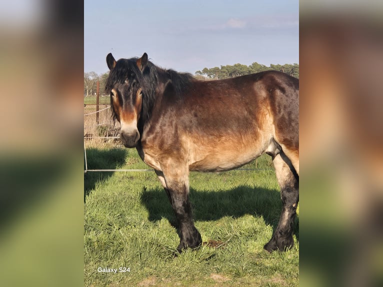 Rijnlandse Duitse Koudbloed Mix Ruin 3 Jaar 165 cm Bruin in Kloster Lehnin
