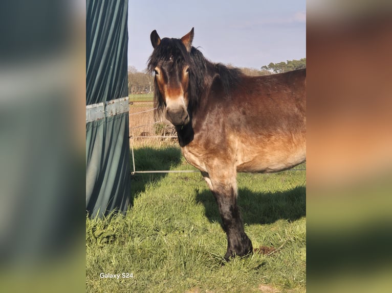 Rijnlandse Duitse Koudbloed Mix Ruin 3 Jaar 165 cm Bruin in Kloster Lehnin