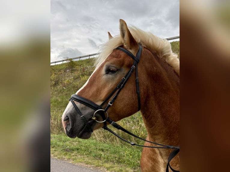 Rijnlandse Duitse Koudbloed Ruin 4 Jaar 163 cm Vos in Gotha