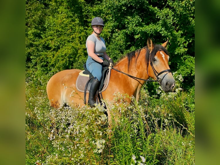 Rijnlandse Duitse Koudbloed Ruin 4 Jaar 170 cm Bruin in Kressbronn am Bodensee