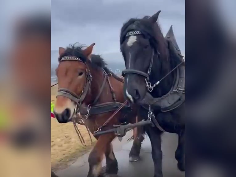 Rijnlandse Duitse Koudbloed Ruin 5 Jaar 170 cm Brown Falb schimmel in Deilingen