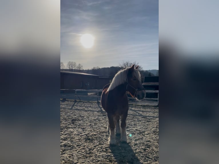 Rijnlandse Duitse Koudbloed Ruin 7 Jaar 160 cm Vos in Schmallenberg
