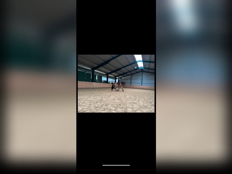 Rijnlandse Duitse Koudbloed Ruin 7 Jaar 168 cm  in Langenhagen