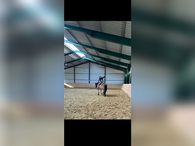 Rijnlandse Duitse Koudbloed Ruin 7 Jaar 168 cm  in Langenhagen