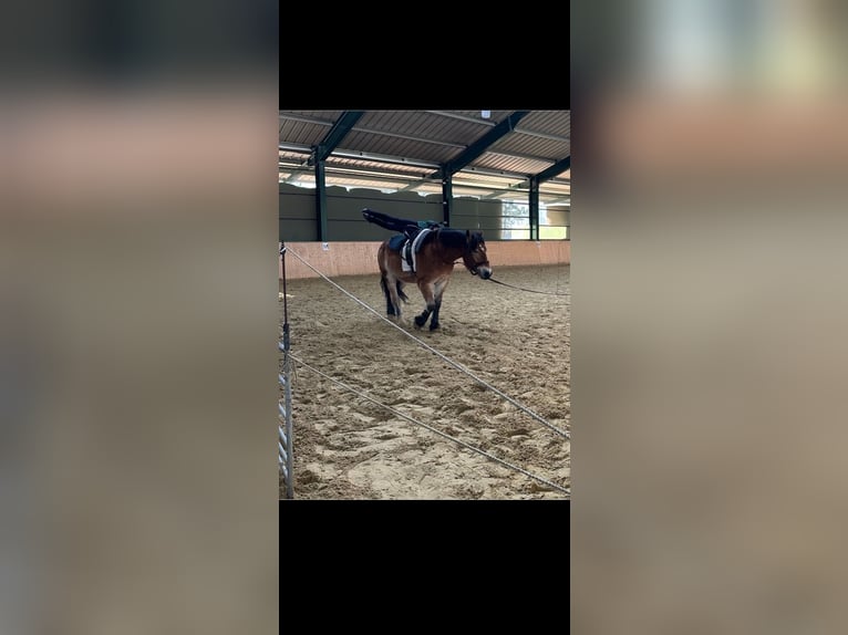 Rijnlandse Duitse Koudbloed Ruin 7 Jaar 168 cm  in Langenhagen