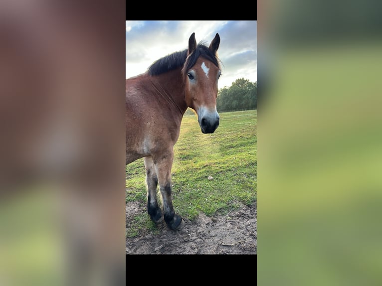 Rijnlandse Duitse Koudbloed Ruin 7 Jaar 168 cm  in Langenhagen