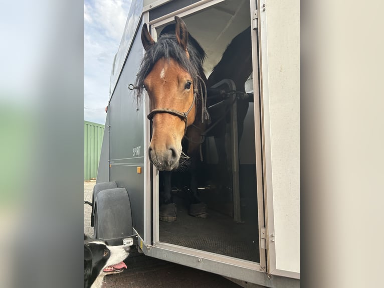 Rijnlandse Duitse Koudbloed Mix Ruin 7 Jaar 170 cm Bruin in Rhauderfehn