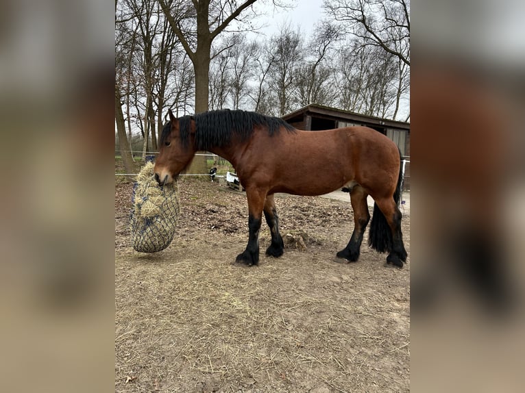 Rijnlandse Duitse Koudbloed Mix Ruin 7 Jaar 170 cm Bruin in Rhauderfehn