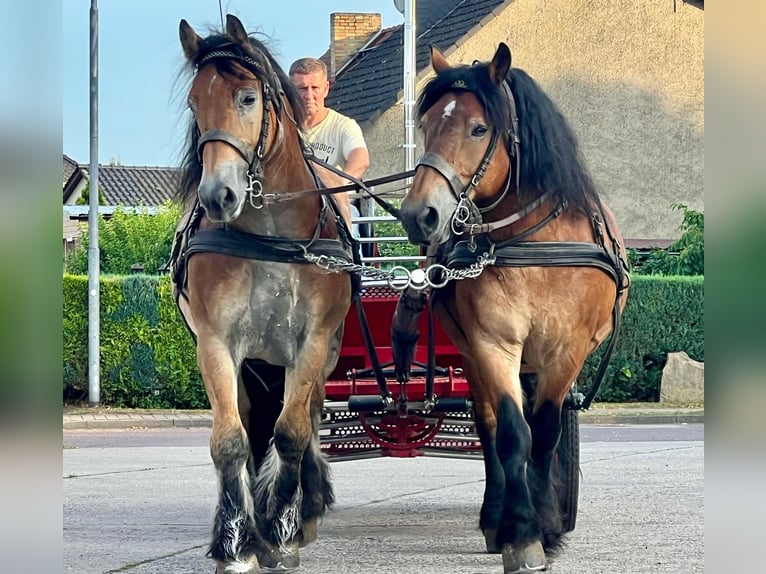 Rijnlandse Duitse Koudbloed Ruin 9 Jaar 164 cm Bruin in Rottstock