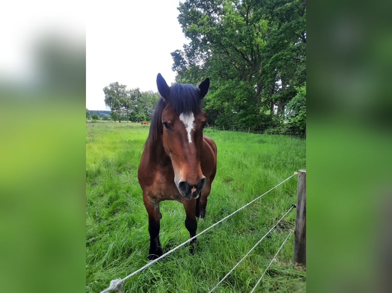 Rijnlandse Duitse Koudbloed Ruin 9 Jaar 174 cm Bruin in Bremerv&#xF6;rde