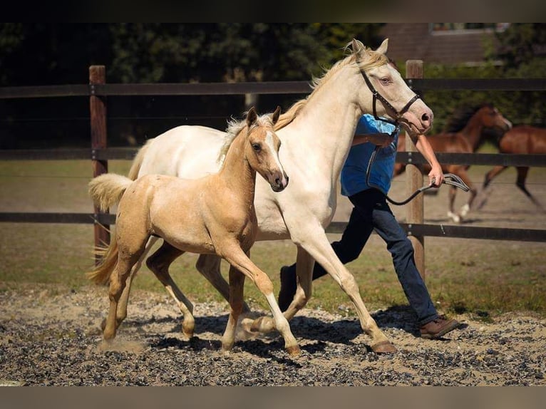 Riverdance Arabian Partbred Stallion Buckskin in Visselhövede
