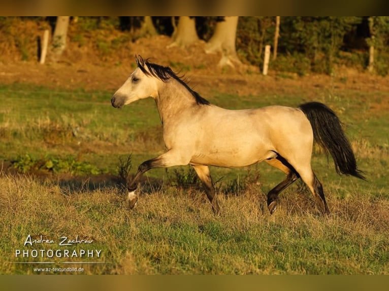 Riverdance Arabian Partbred Stallion Buckskin in Visselhövede