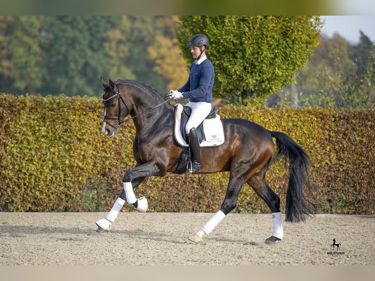 ROCK FOR ME Westfaliano Stallone Baio scuro in Löningen