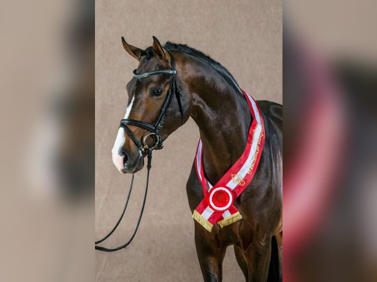 ROCK FOR ME Westfaliano Stallone Baio scuro in Löningen