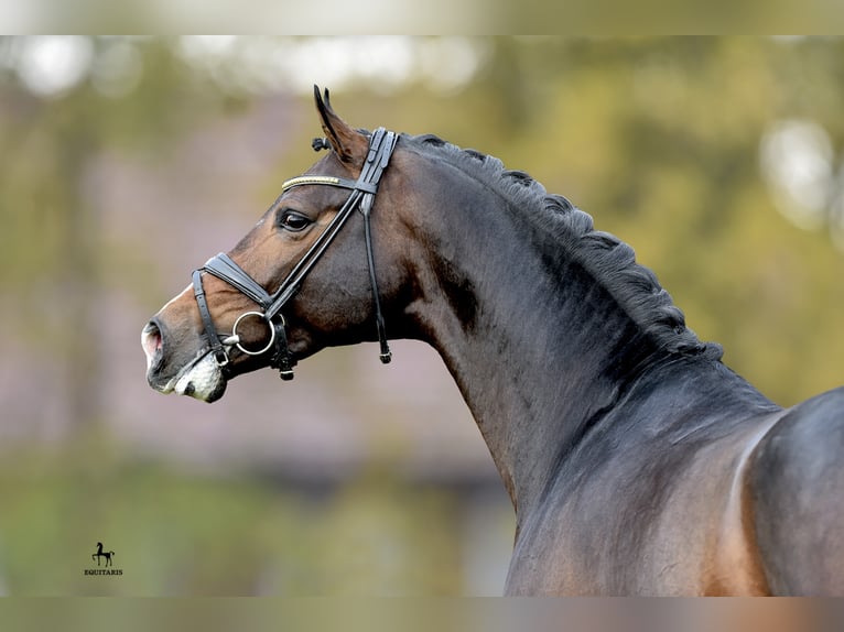 ROCK FOR ME Westfaliano Stallone Baio scuro in Löningen