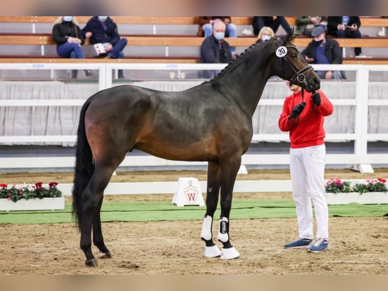 ROCKETEER Westfalisk häst Hingst Rökfärgad svart in Münster