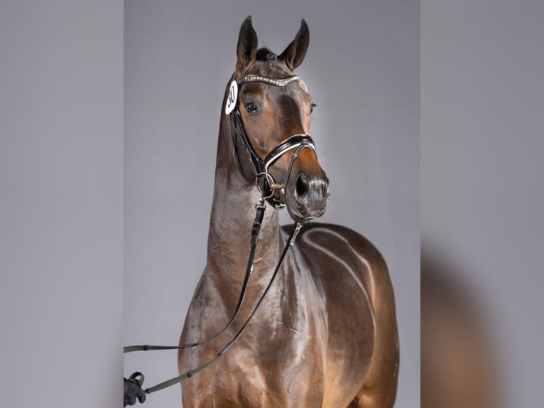 ROCKETEER Westphalian Stallion Smoky-Black in M&#xFC;nster