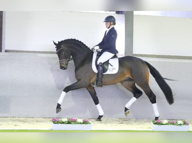 ROCKETEER Westphalian Stallion Smoky-Black in M&#xFC;nster