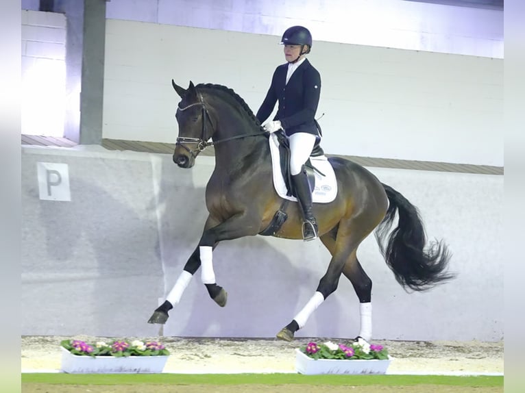 ROCKETEER Westphalian Stallion Smoky-Black in M&#xFC;nster