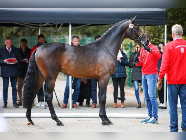 ROCKETEER Westphalian Stallion Smoky-Black in M&#xFC;nster