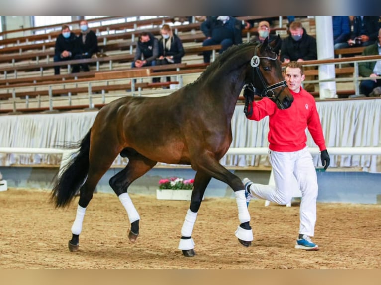 ROCKETEER Westphalian Stallion Smoky-Black in M&#xFC;nster