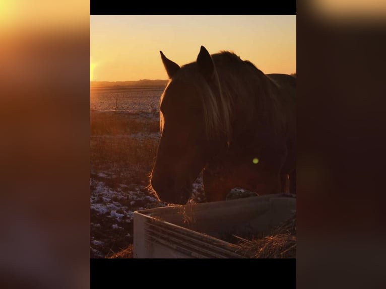 Rocky Mountain-häst Hingst 6 år 156 cm in Alkmaar