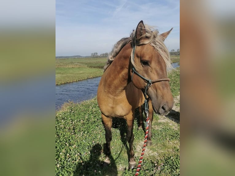 Rocky Mountain-häst Hingst 6 år 156 cm in Alkmaar