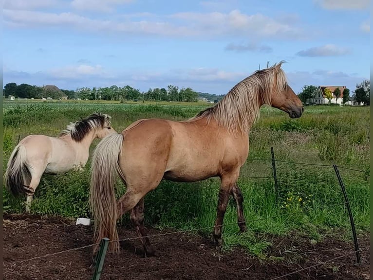 Rocky Mountain-häst Hingst 6 år 156 cm in Alkmaar